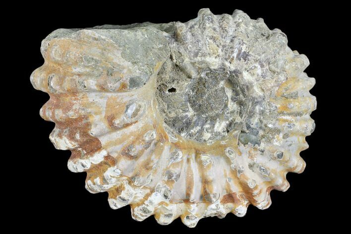 Bumpy Ammonite (Douvilleiceras) Fossil - Madagascar #103063
